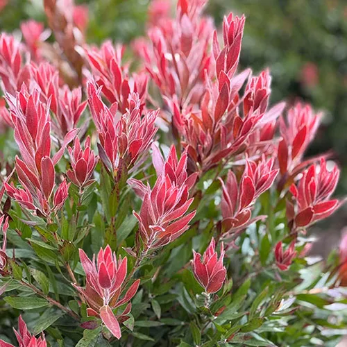 Callistemon citrinus ‘Red Rocket’ — katalog fotoğrafı
