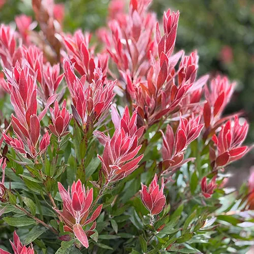 Callistemon citrinus ‘Red Rocket’ — katalog fotoğrafı