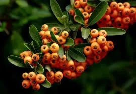 Pyracantha angustifolia — katalog fotoğrafı