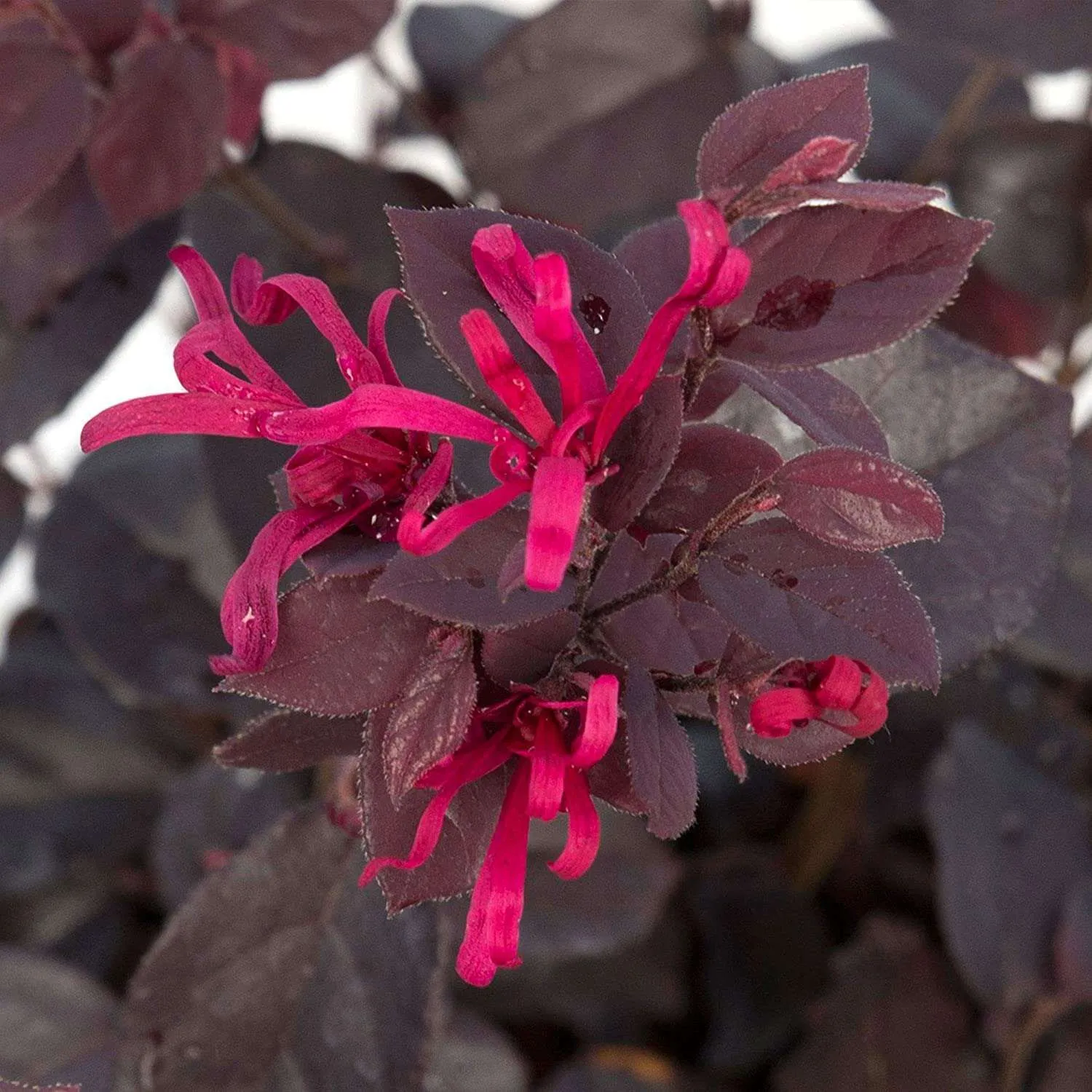 Loropetalum chinense — katalog fotoğrafı