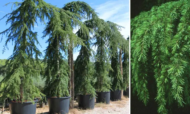 Cedrus deodara ‘Pendula’ — katalog fotoğrafı