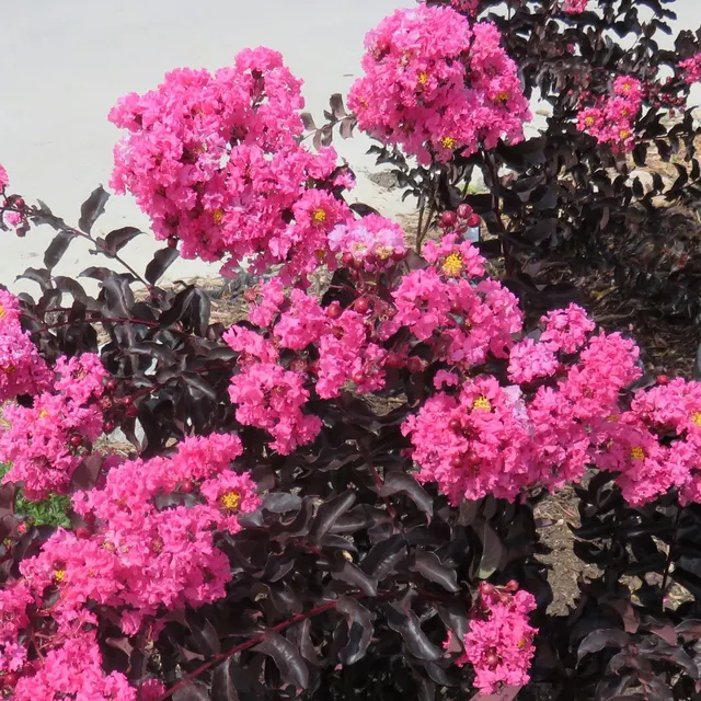 Lagerstroemia indica Black Solitaire ‘Shell Pink’ — katalog fotoğrafı