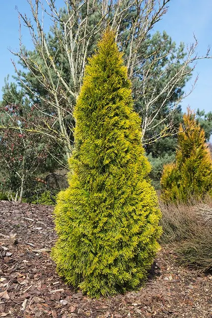 Thuja occidentalis ‘Golden Smaragd’ — katalog fotoğrafı