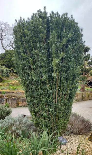 Cephalotaxus harringtonia ‘Fastigiata’ — katalog fotoğrafı