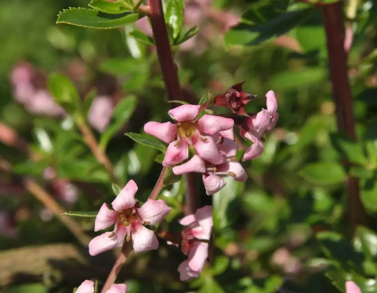 Escallonia ‘Donard Seedling’ — katalog fotoğrafı
