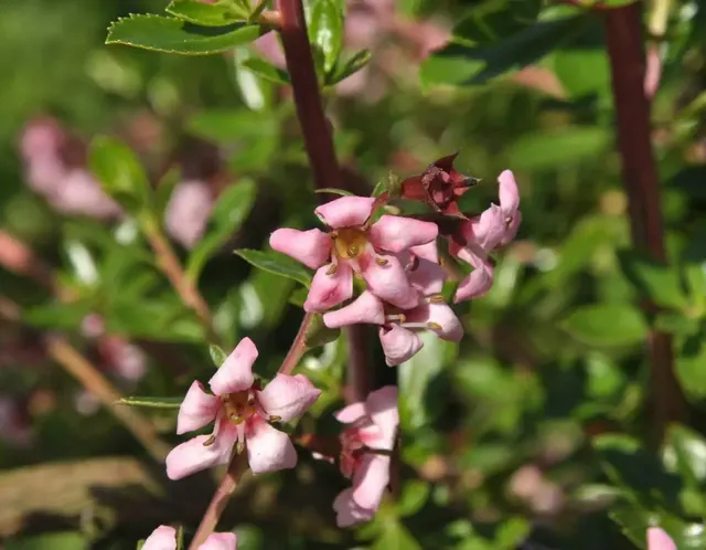 Escallonia ‘Donard Seedling’ — katalog fotoğrafı