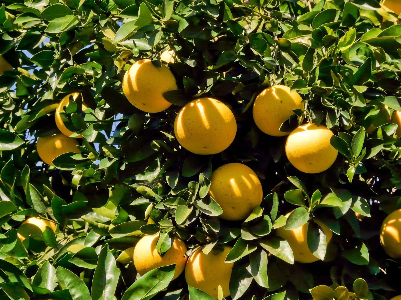 Citrus × paradisi — katalog fotoğrafı