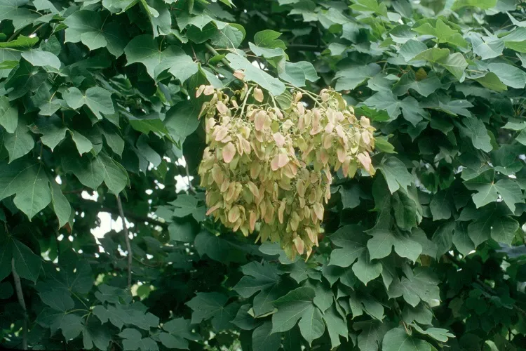 Sterculia platanifolia — katalog fotoğrafı