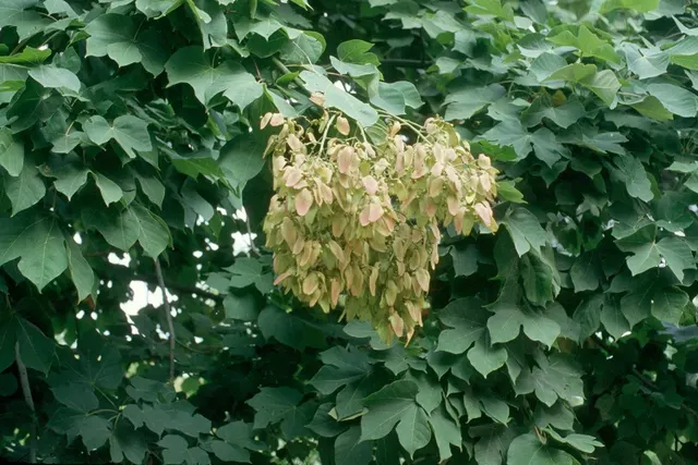 Sterculia platanifolia — katalog fotoğrafı