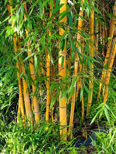 Phyllostachys viridis — katalog fotoğrafı