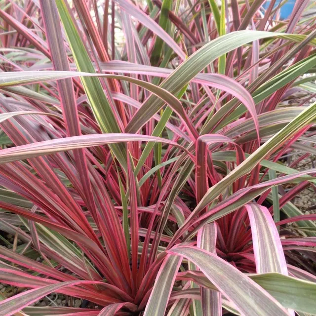 Cordyline australis ‘Can Can’ — katalog fotoğrafı