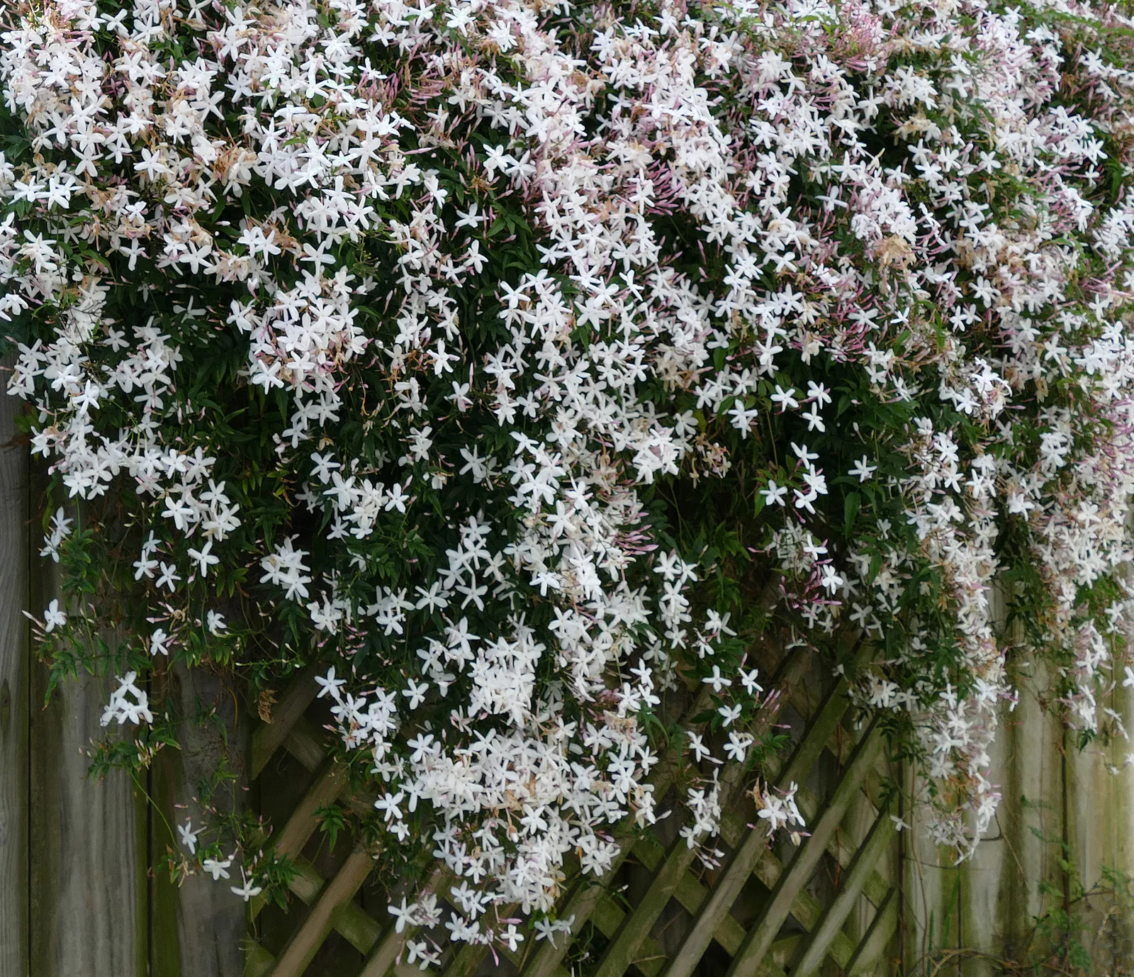 Jasminum — katalog fotoğrafı