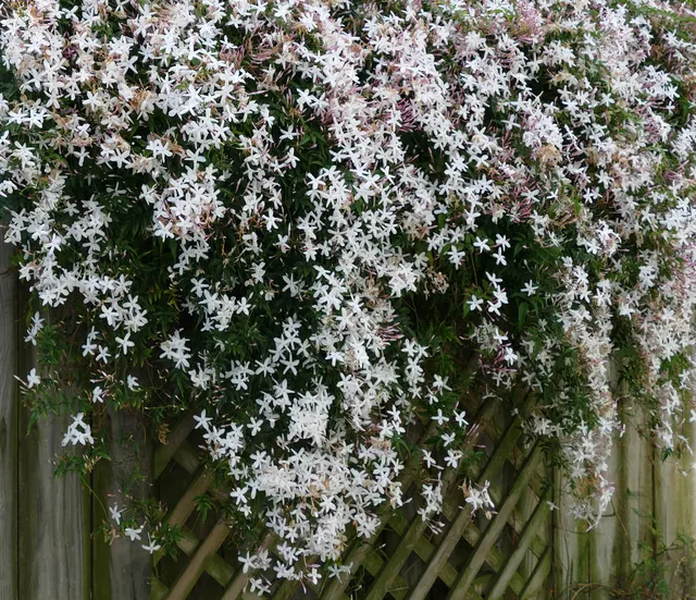 Jasminum — katalog fotoğrafı