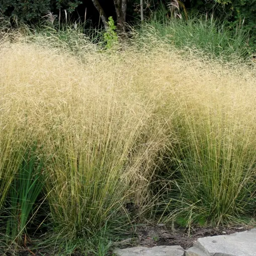 Deschampsia cespitosa — katalog fotoğrafı