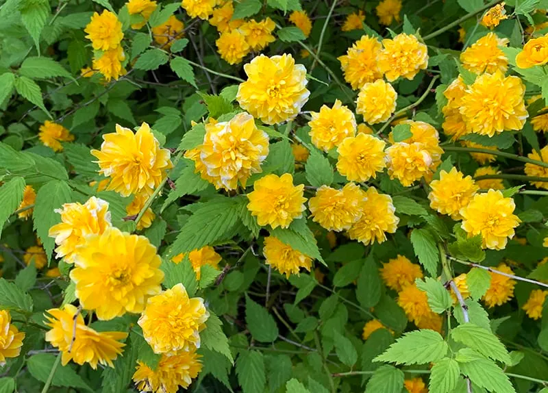 Kerria japonica — katalog fotoğrafı