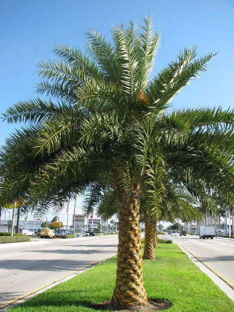 Phoenix sylvestris — katalog fotoğrafı