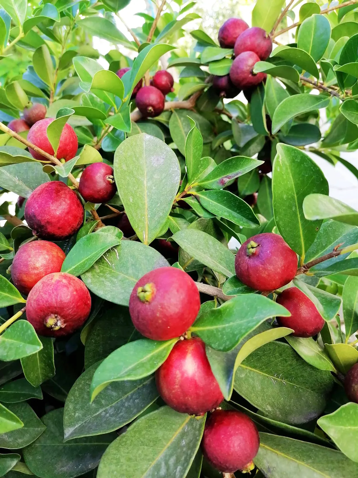 Psidium cattleianum — katalog fotoğrafı