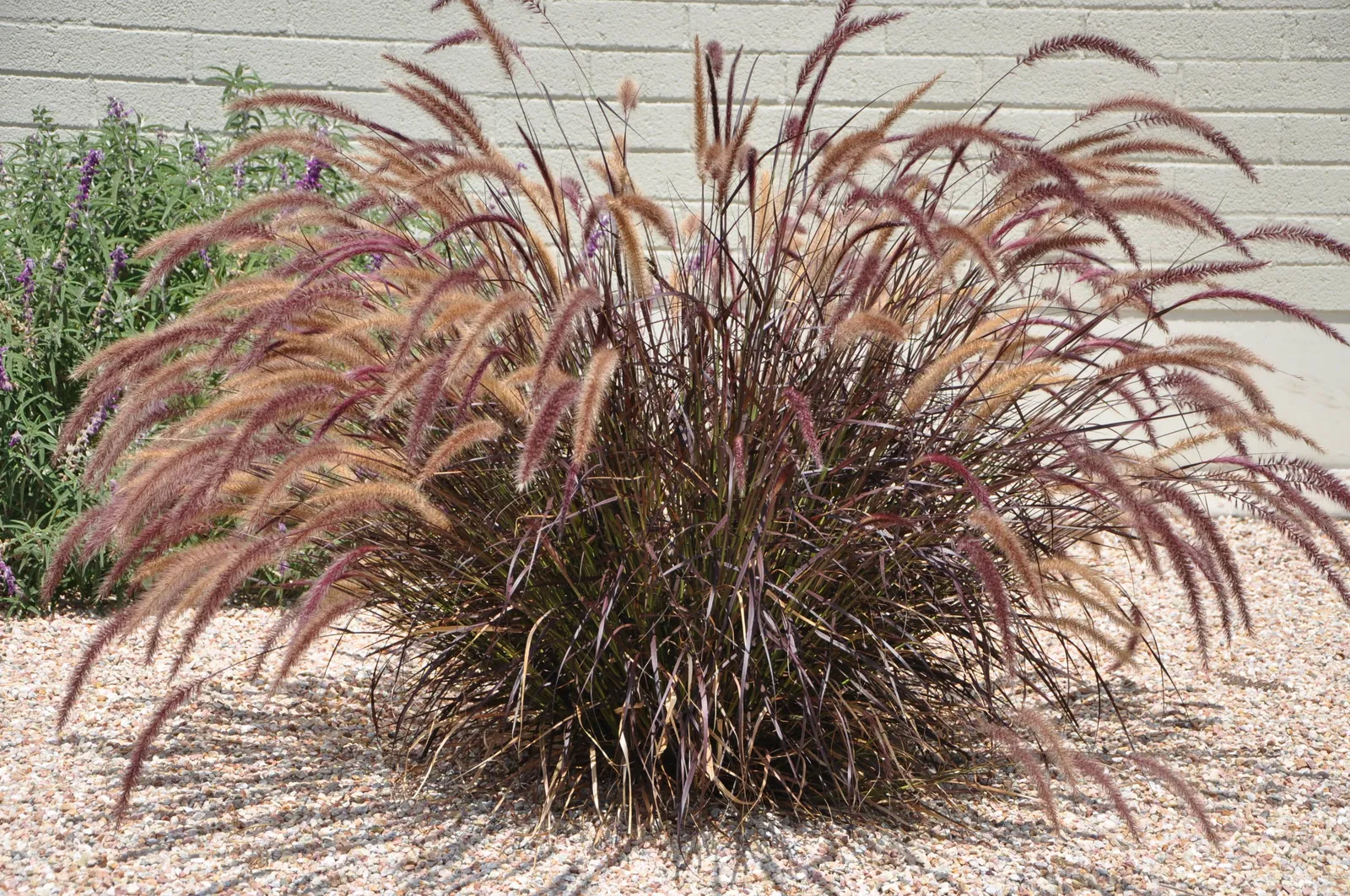 Pennisetum setaceum ‘Rubrum’ — katalog fotoğrafı