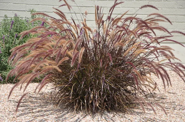 Pennisetum setaceum ‘Rubrum’ — katalog fotoğrafı