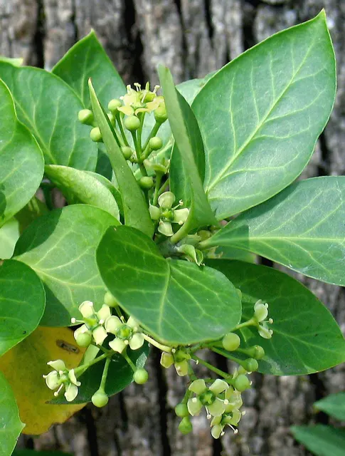 Euonymus fortunei — katalog fotoğrafı