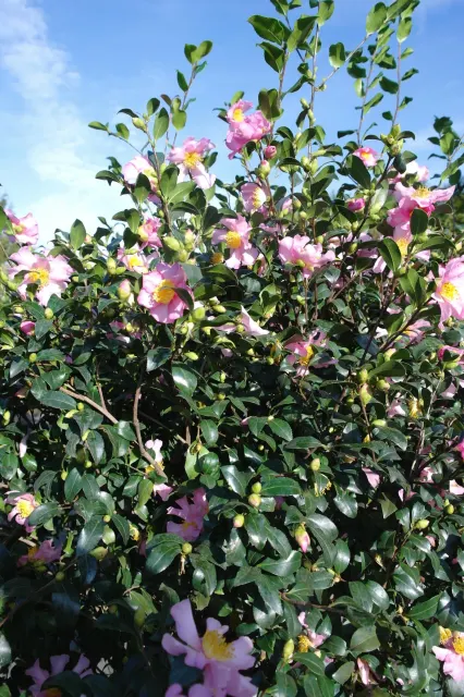 Camellia sasanqua ‘Cleopatra’ — katalog fotoğrafı
