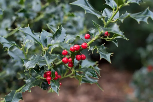 Ilex aquifolium ‘Alaska’ — katalog fotoğrafı