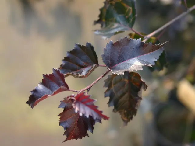 Betula pendula ‘Purpurea’ — katalog fotoğrafı