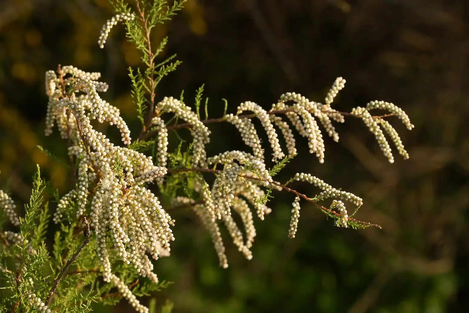 Tamarix gallica — katalog fotoğrafı