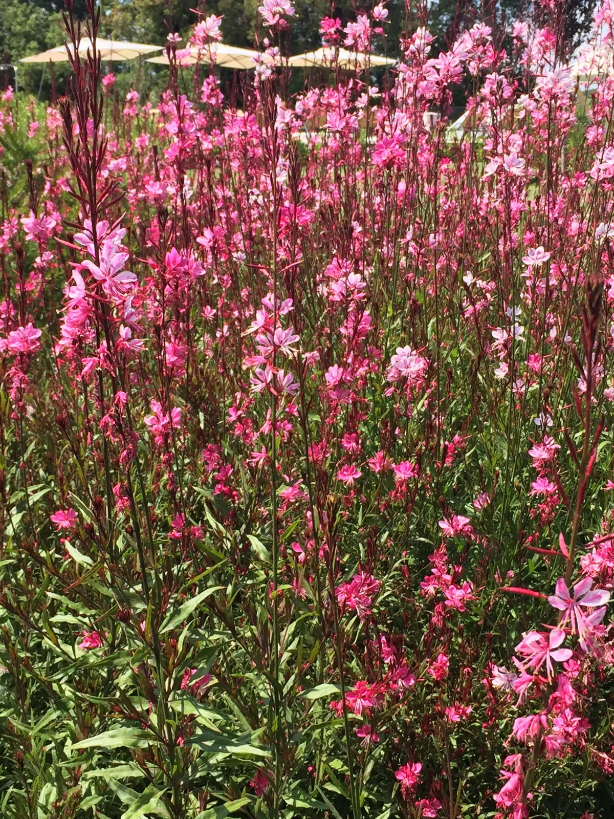 Gaura lindheimeri — katalog fotoğrafı
