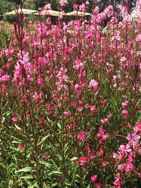 Gaura lindheimeri — katalog fotoğrafı