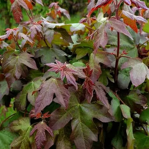 Acer campestre ‘Red Shine’ — katalog fotoğrafı