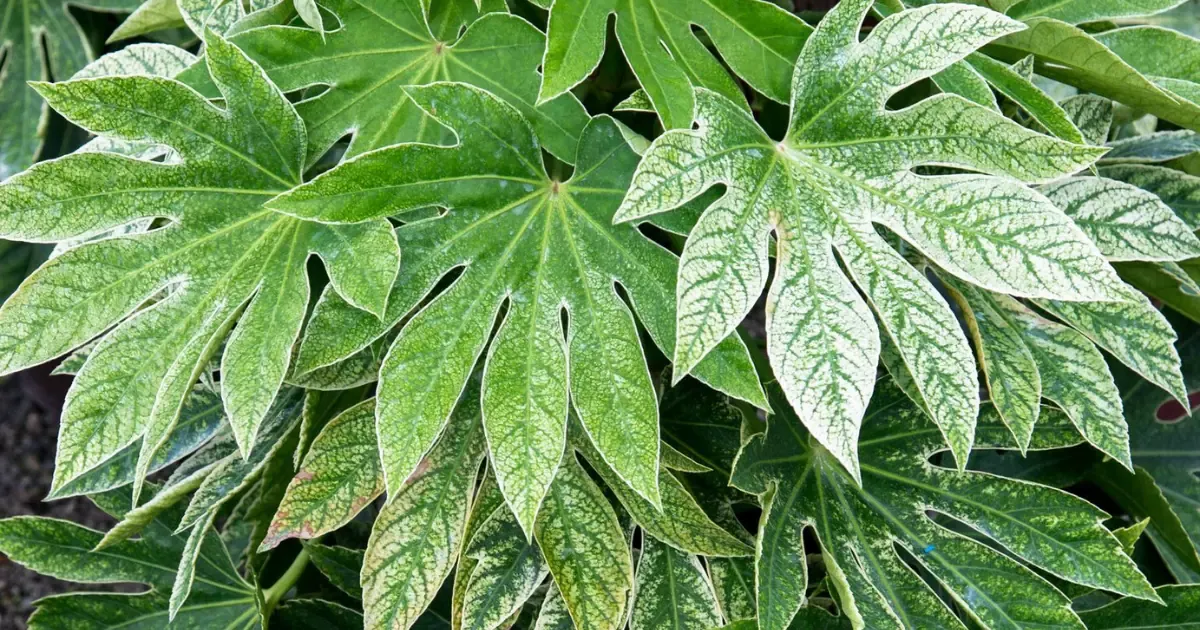 Fatsia japonica ‘Spider’s Web’ — katalog fotoğrafı