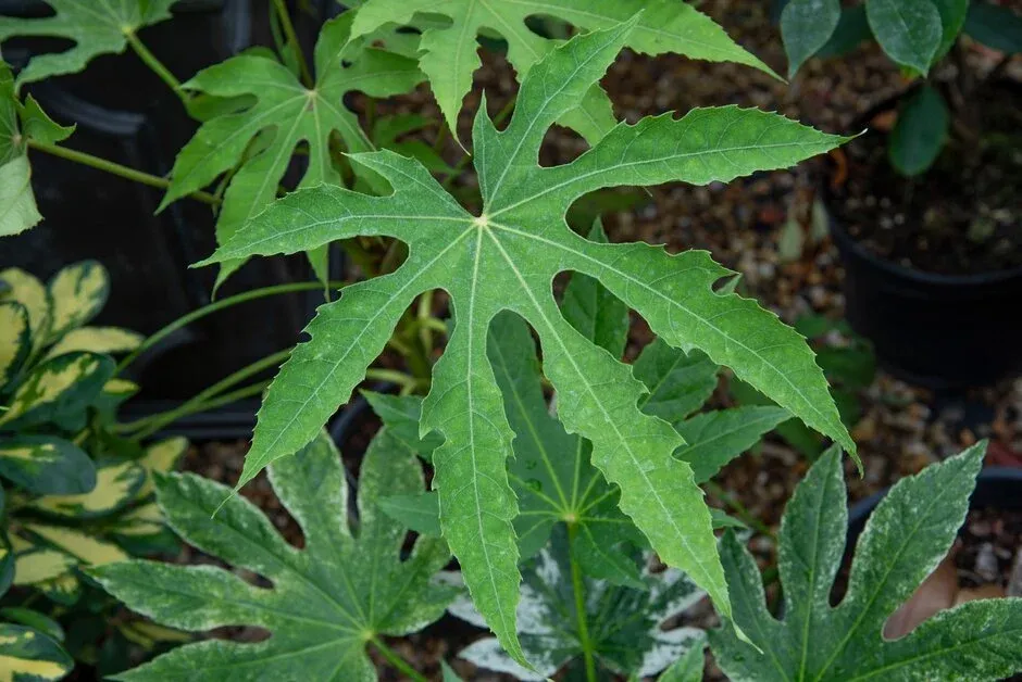 Fatsia polycarpa ‘Green Fingers’ — katalog fotoğrafı