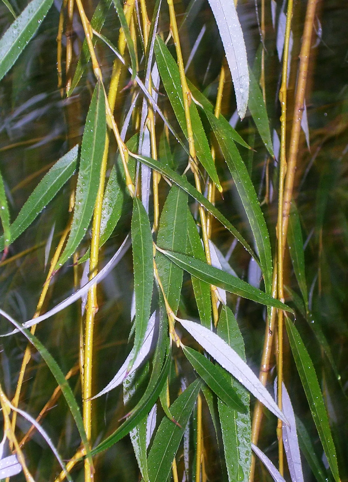 Salix babylonica ‘Aurea’ — katalog fotoğrafı