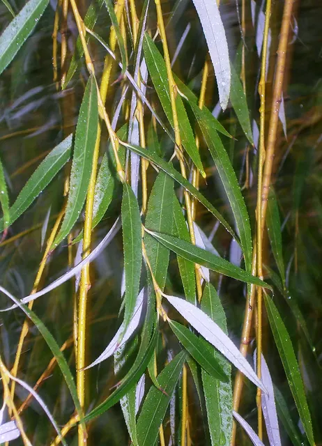 Salix babylonica ‘Aurea’ — katalog fotoğrafı