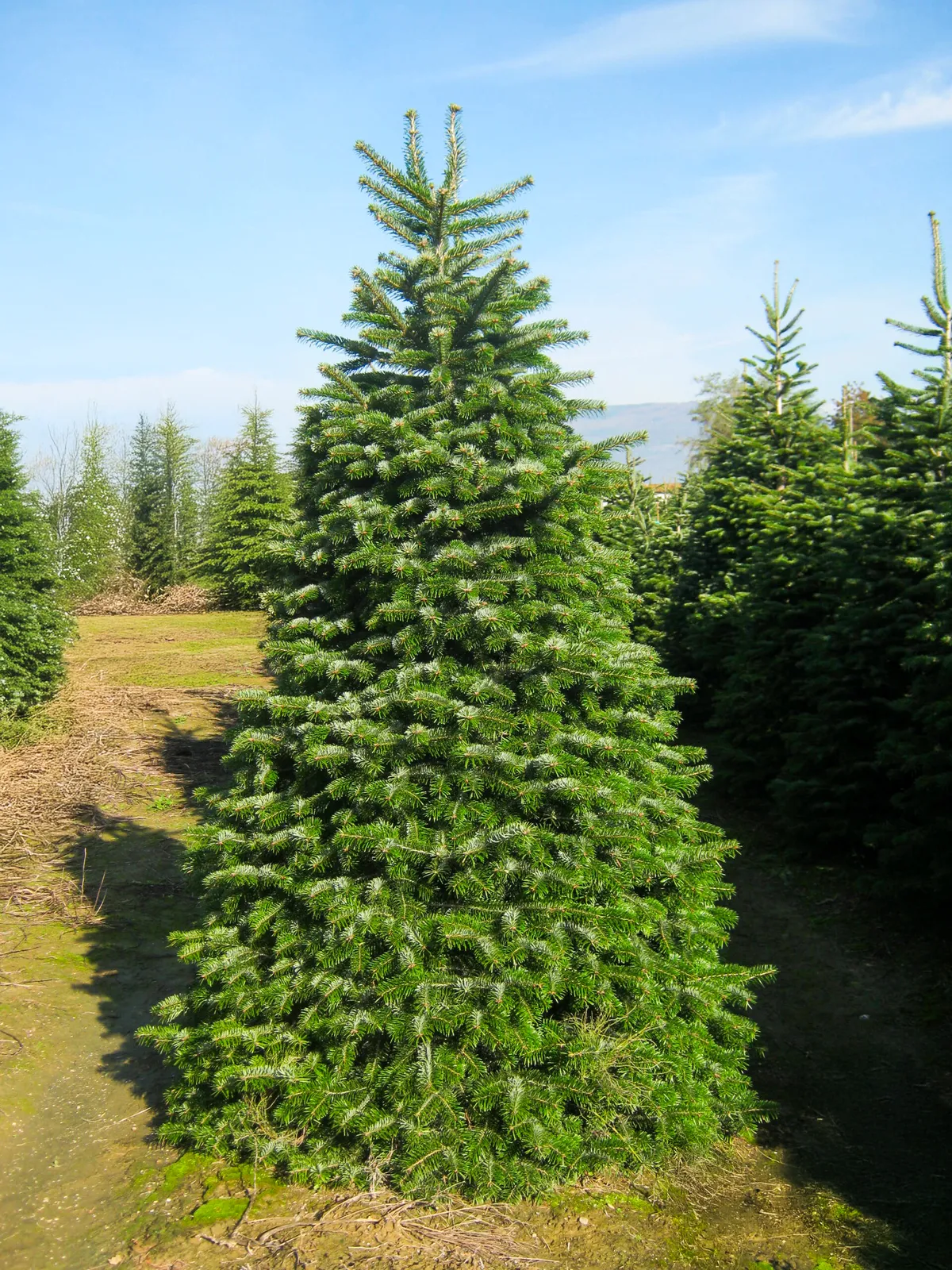 Abies nordmanniana — katalog fotoğrafı