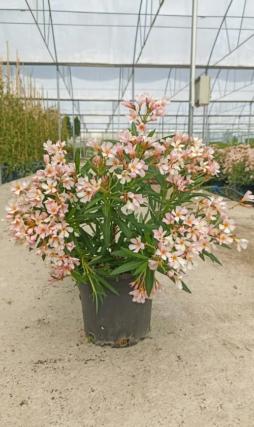 Nerium oleander ‘Salmon Nana’ — katalog fotoğrafı