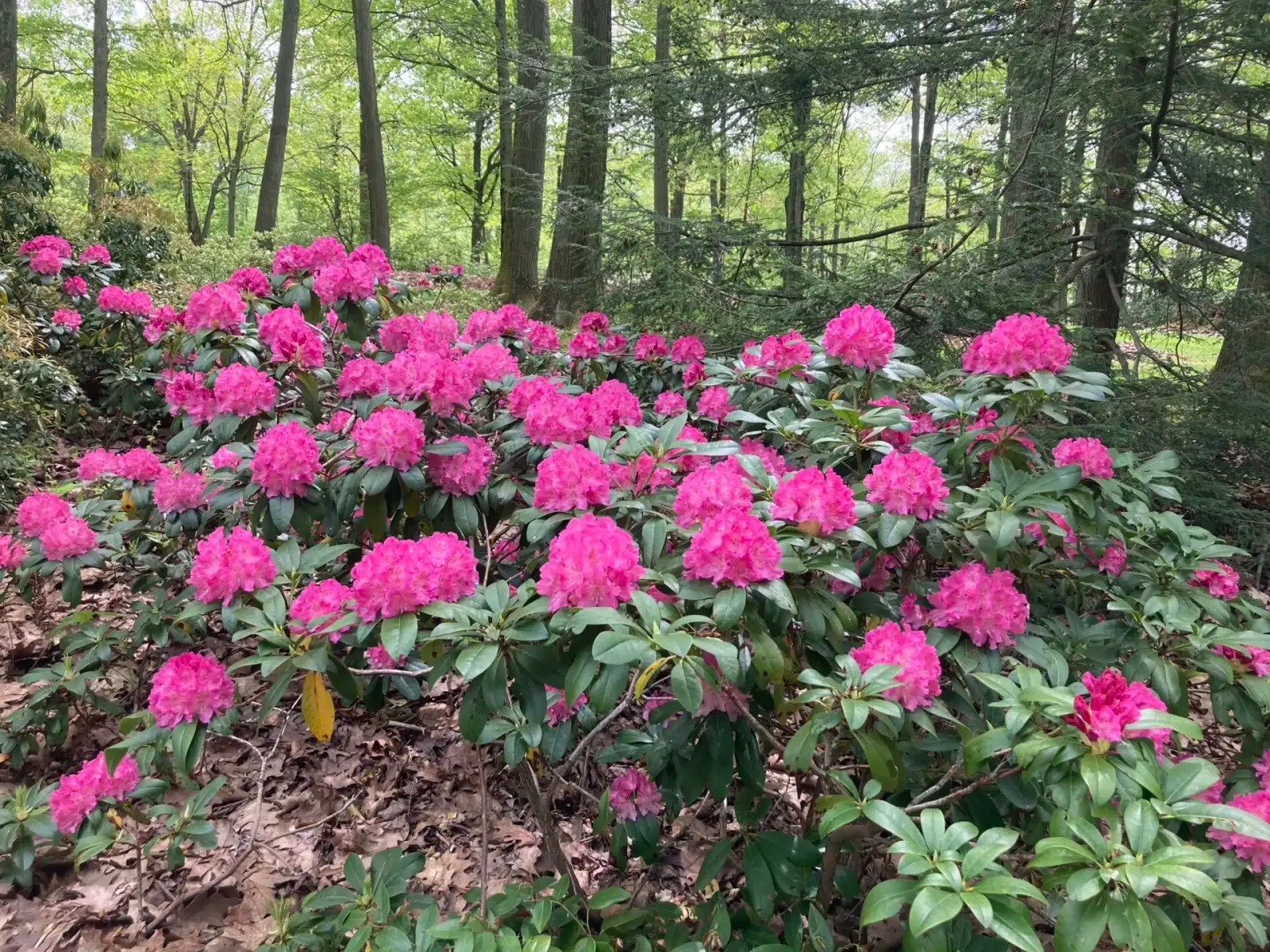 Rhododendron — katalog fotoğrafı