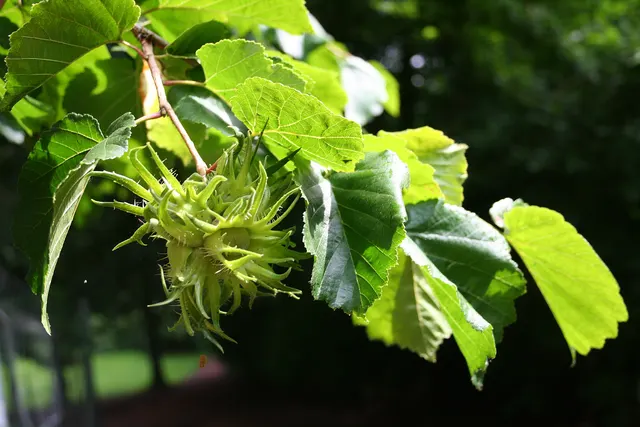 Corylus colurna — katalog fotoğrafı