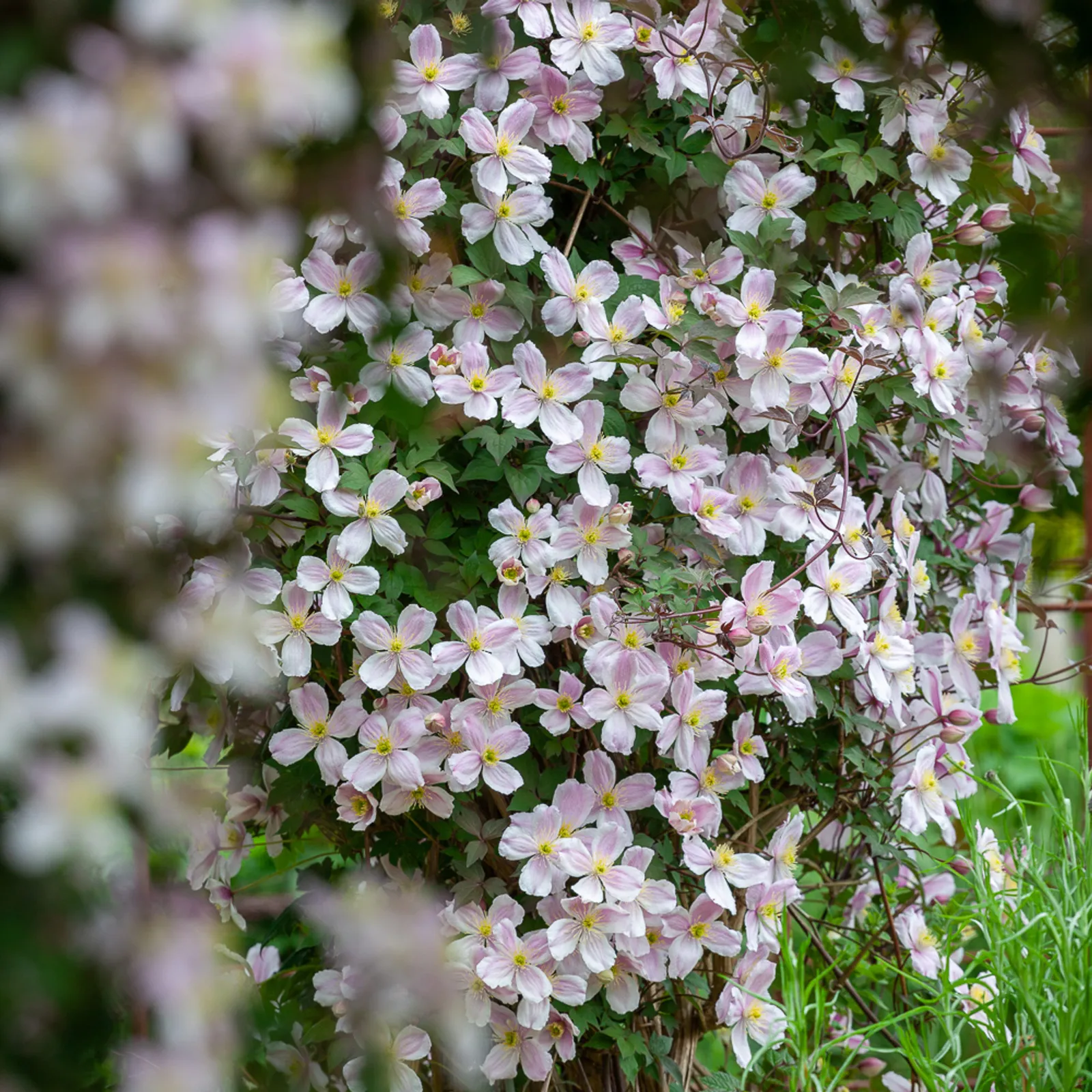 Clematis montana var. rubens ‘Mayleen’ — katalog fotoğrafı