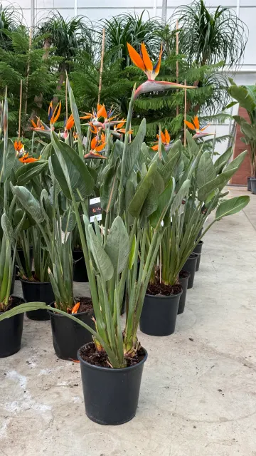 Strelitzia reginae — katalog fotoğrafı
