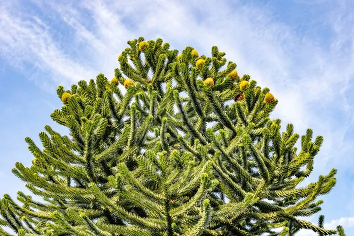 Araucaria araucana — katalog fotoğrafı