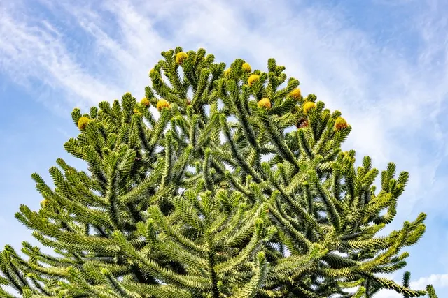 Araucaria araucana — katalog fotoğrafı