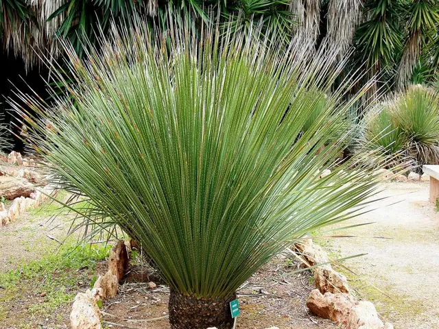 Dasylirion serratifolium — katalog fotoğrafı
