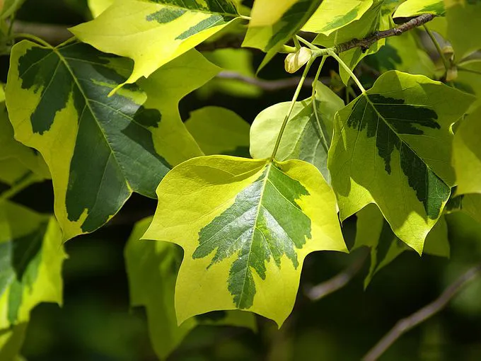 Liriodendron tulipifera ‘Aureomarginatum’ — katalog fotoğrafı