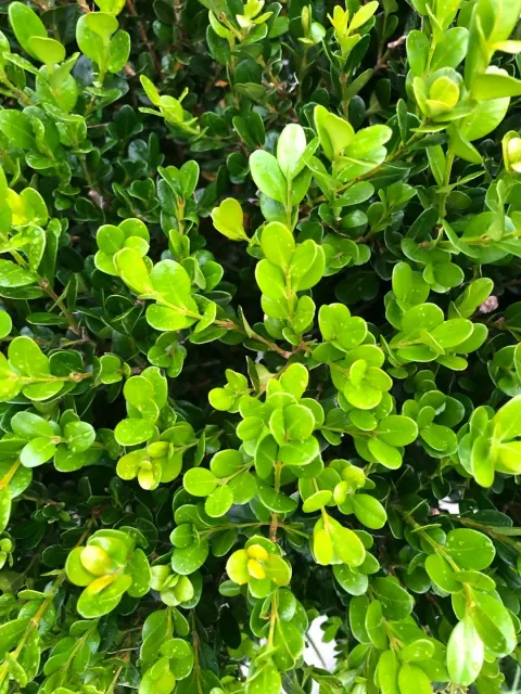 Buxus microphylla ‘Faulkner’ — katalog fotoğrafı