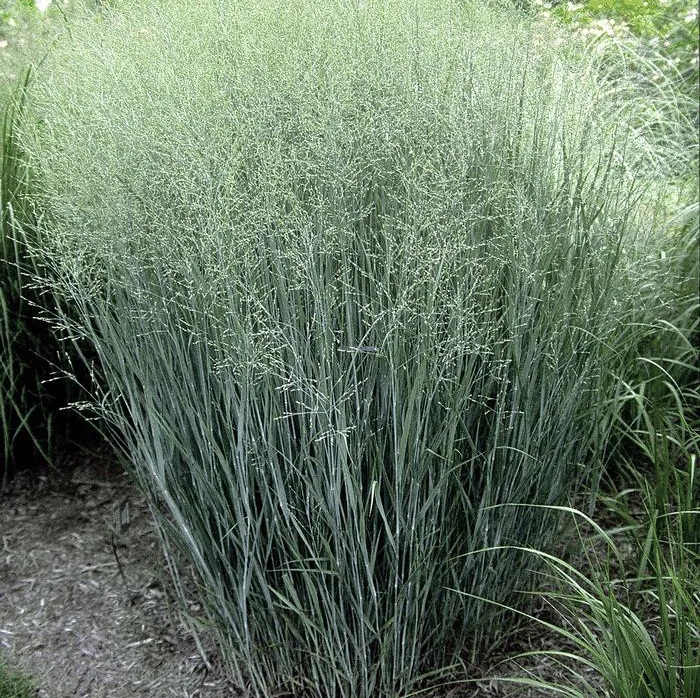 Panicum virgatum ‘Heavy Metal’ — katalog fotoğrafı