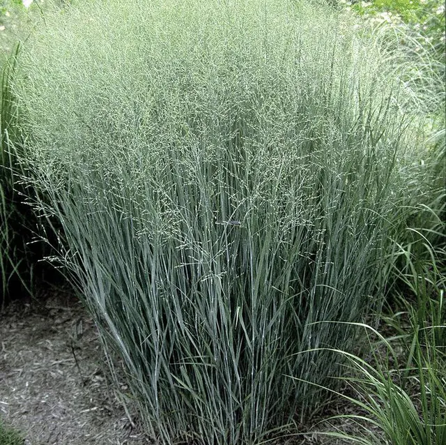 Panicum virgatum ‘Heavy Metal’ — katalog fotoğrafı