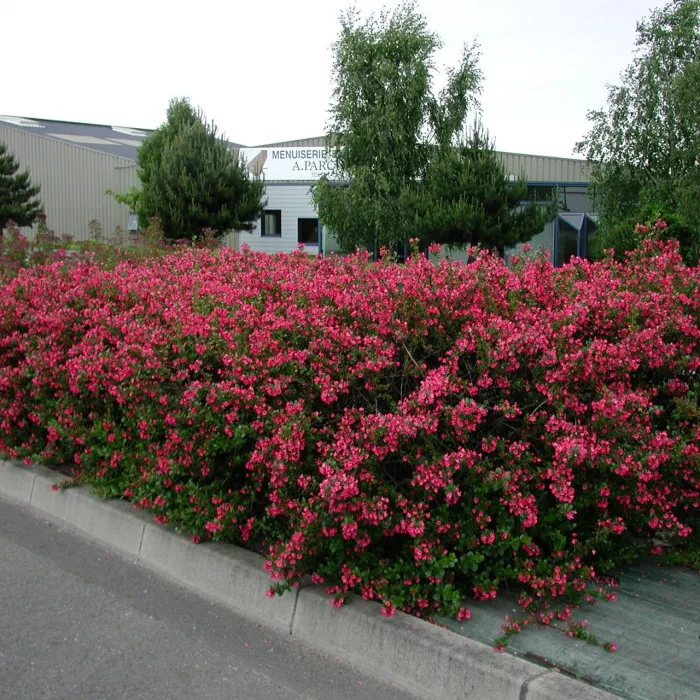 Escallonia rubra var. macrantha — katalog fotoğrafı