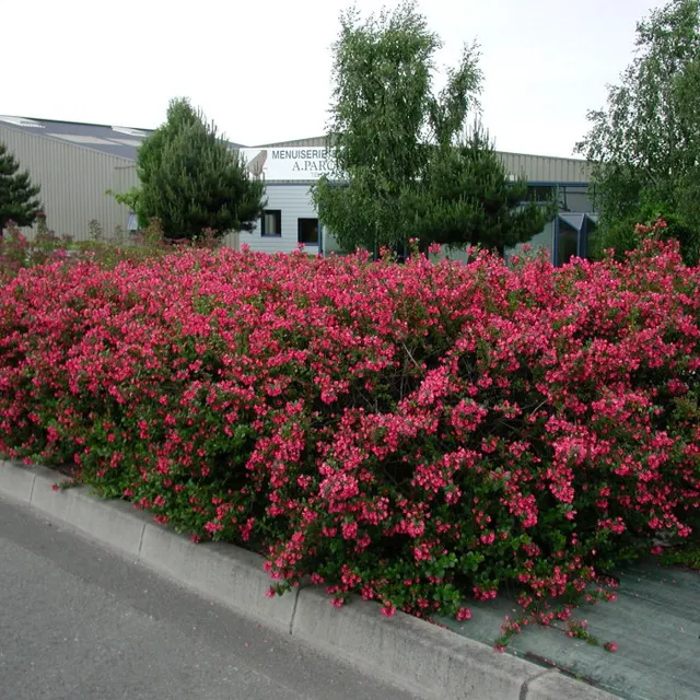 Escallonia rubra var. macrantha — katalog fotoğrafı